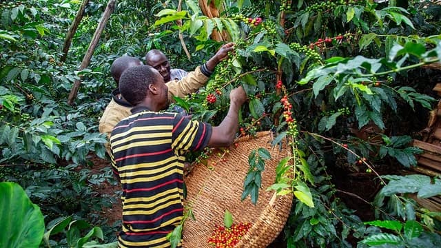 Coffee farmers harvesting ripe coffee beans from plants into a woven basket.
