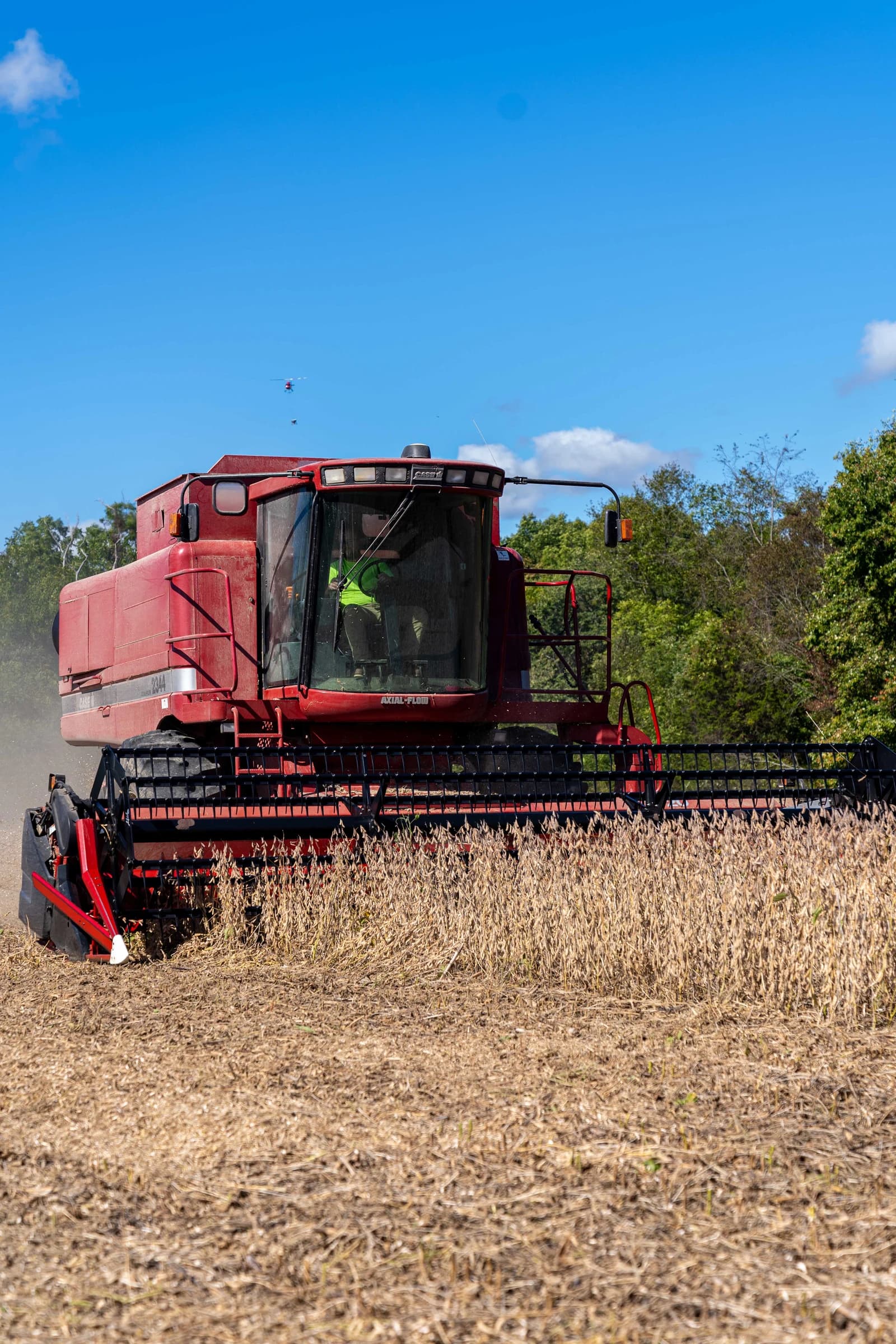 A red combine harvester works in a field, harvesting mature soybean plants.