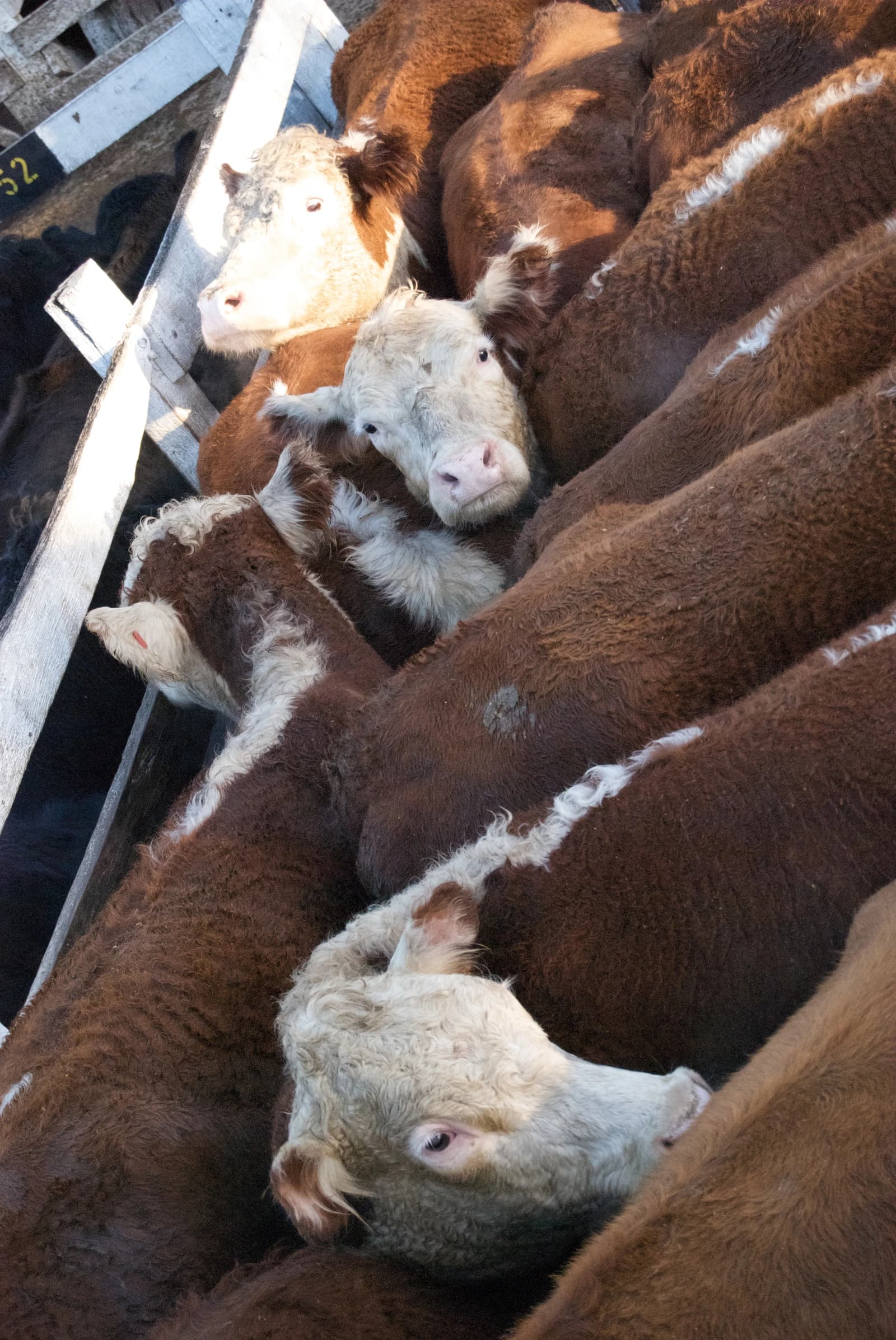 Brown and white cattle packed together in a pen.