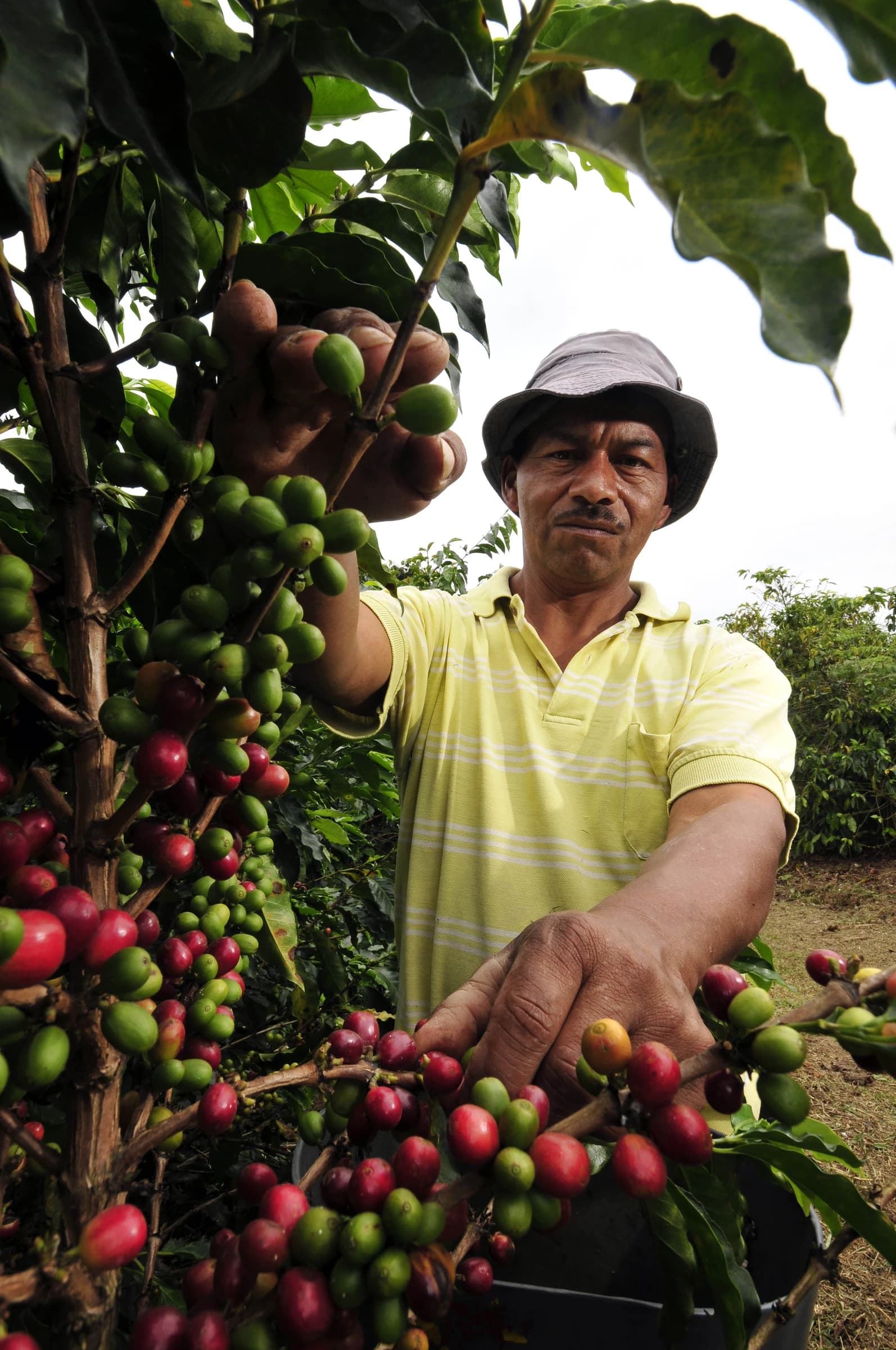 Coffee farmer in Colombia picking red and green coffee cherries from a plant.