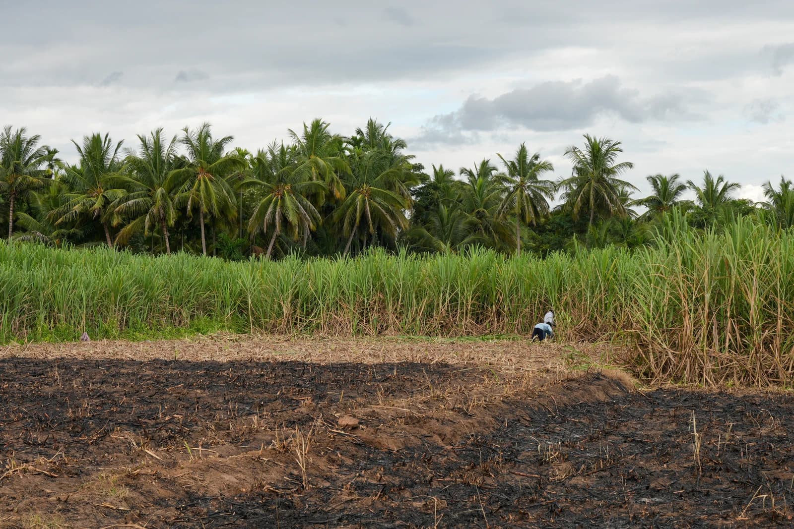 People harvesting sugarcane stalks in a field with tall green sugarcane plants.