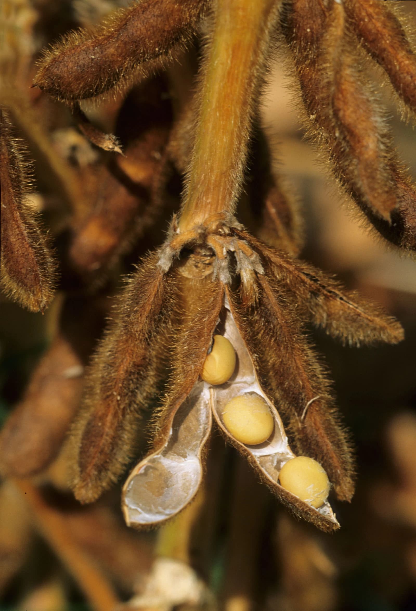 Close-up of mature soybean pods with several beans visible in a broken pod.