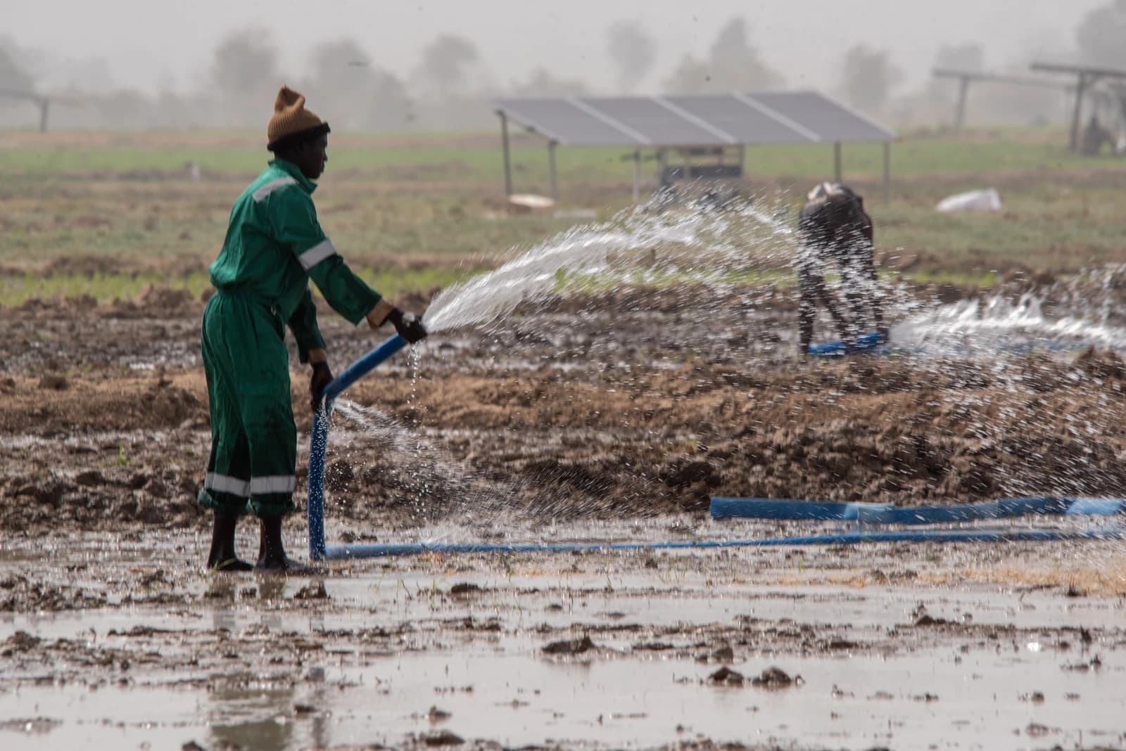 Farmer watering rice fields with a hose, solar panels in background.