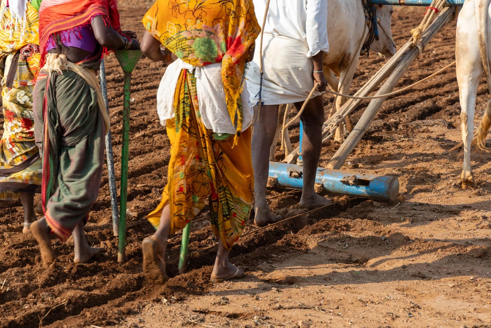 Farmers using traditional tilling and sowing methods in a dry field.