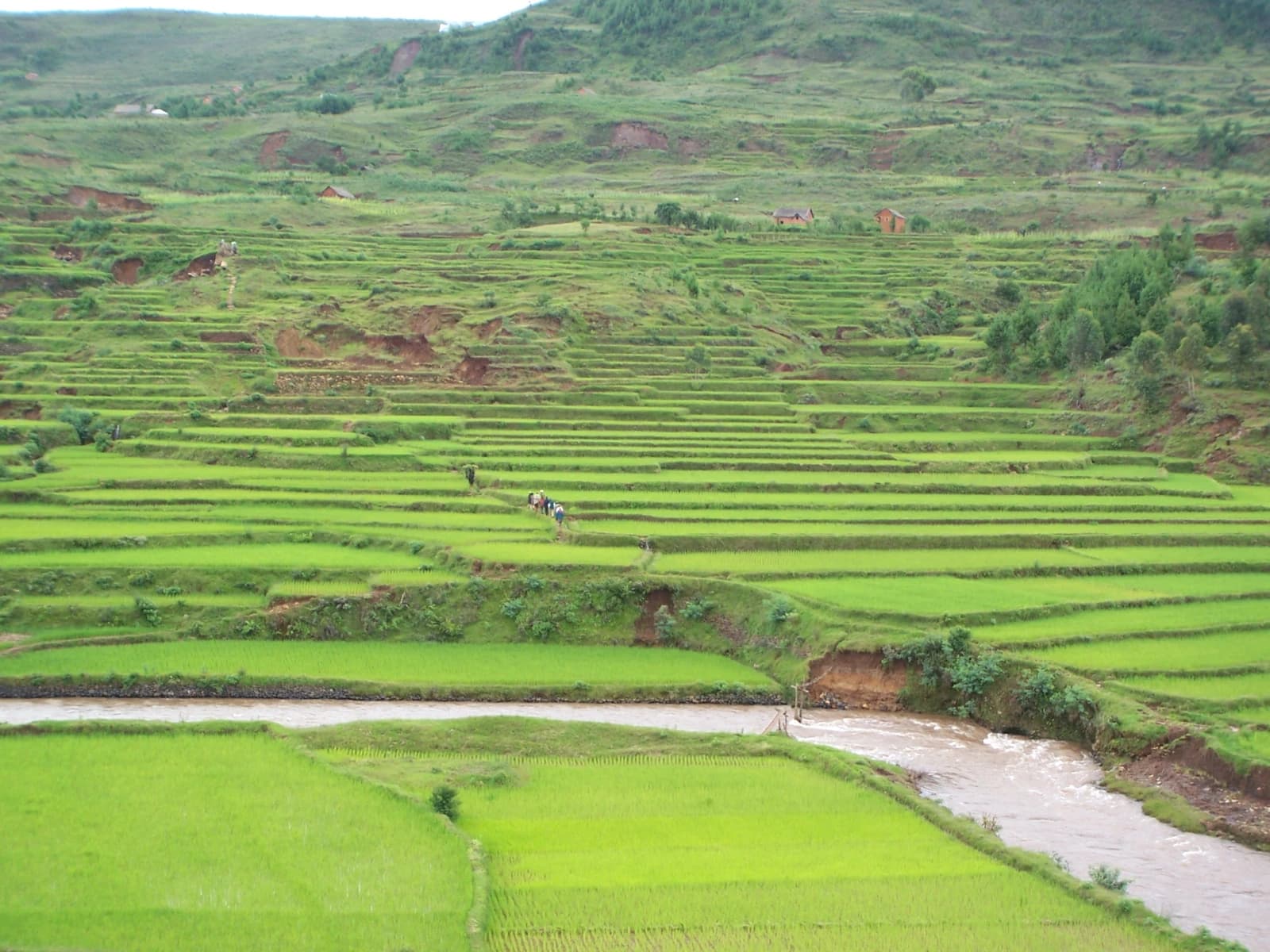 Rice paddies terraced on green hills with a flowing river and small buildings.