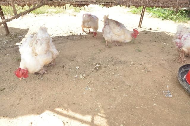 Several white broiler chickens walking on a dirt ground under a rustic shelter.