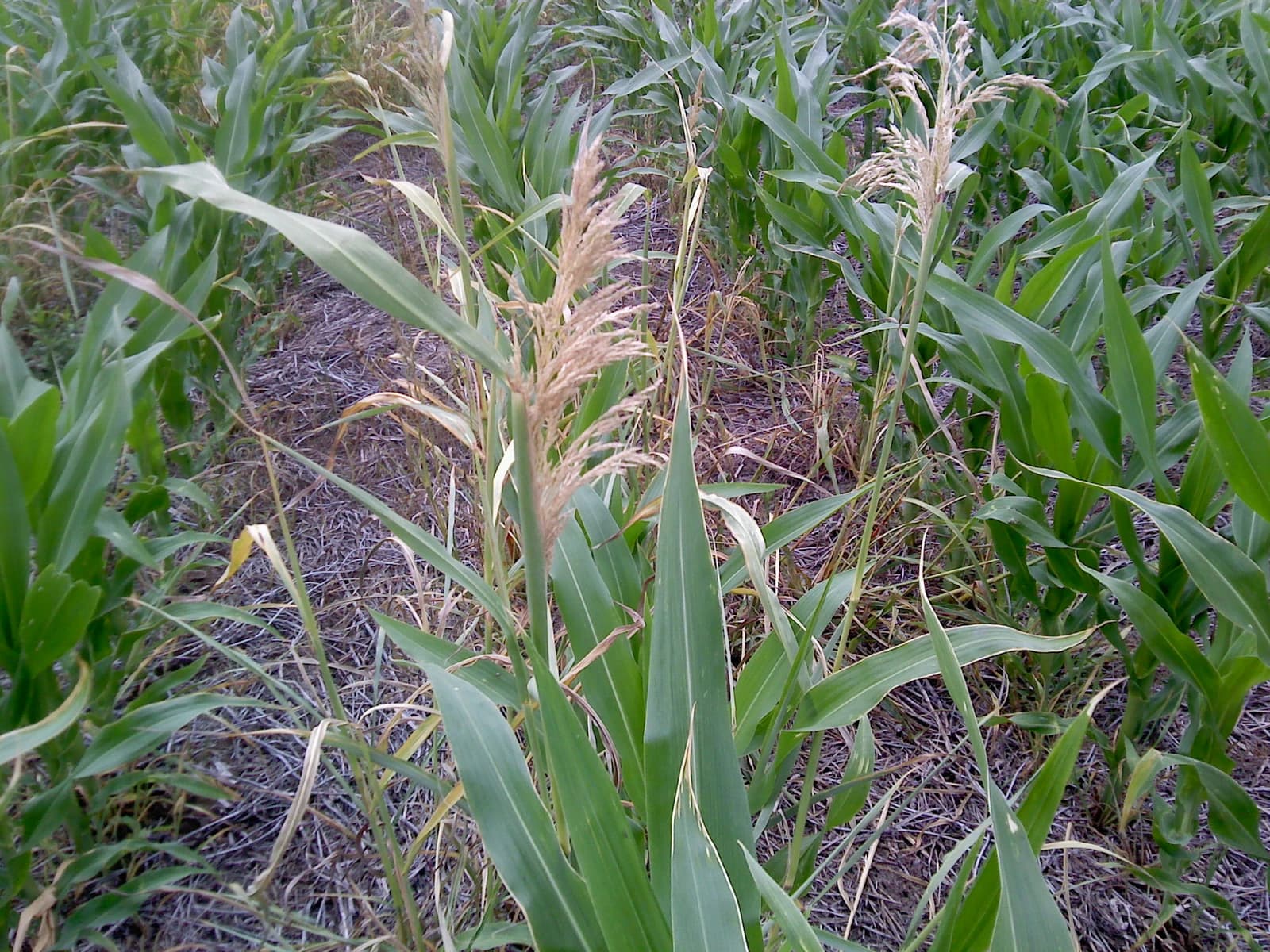 Corn plants growing in a field with dry ground visible between rows.