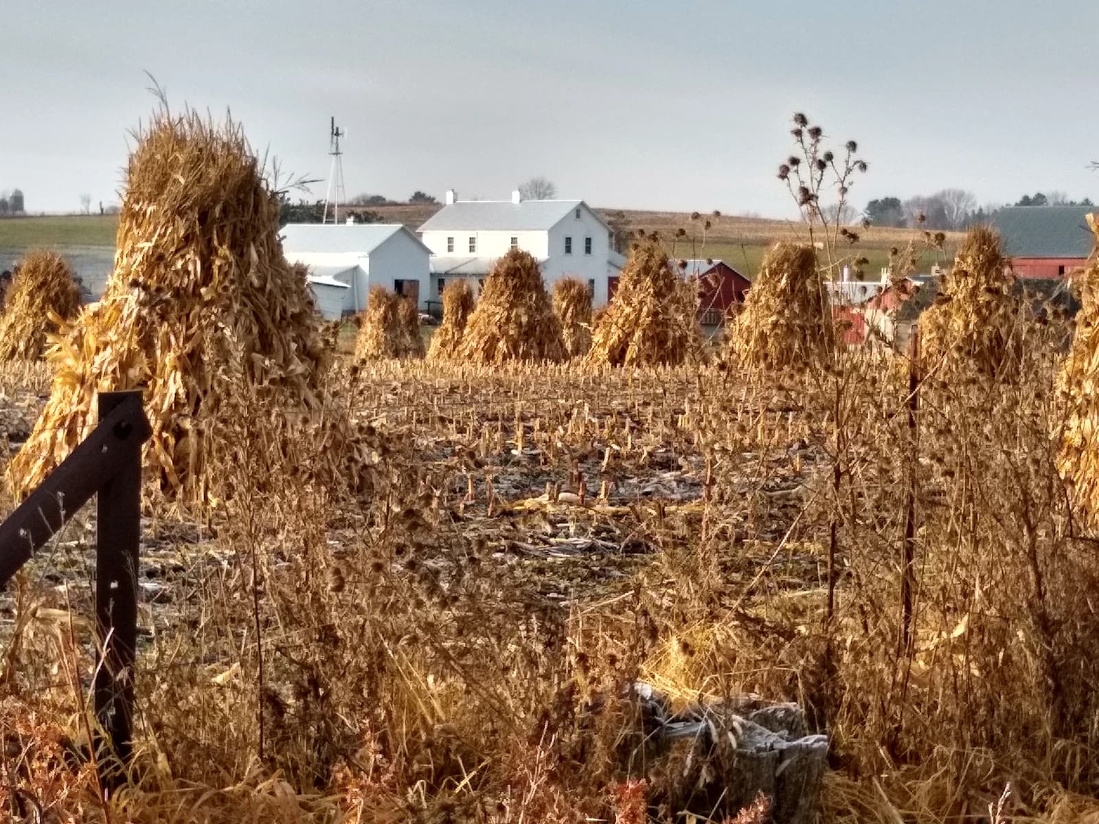 Amish farm with corn shocks standing in a field in Weston, Wisconsin.