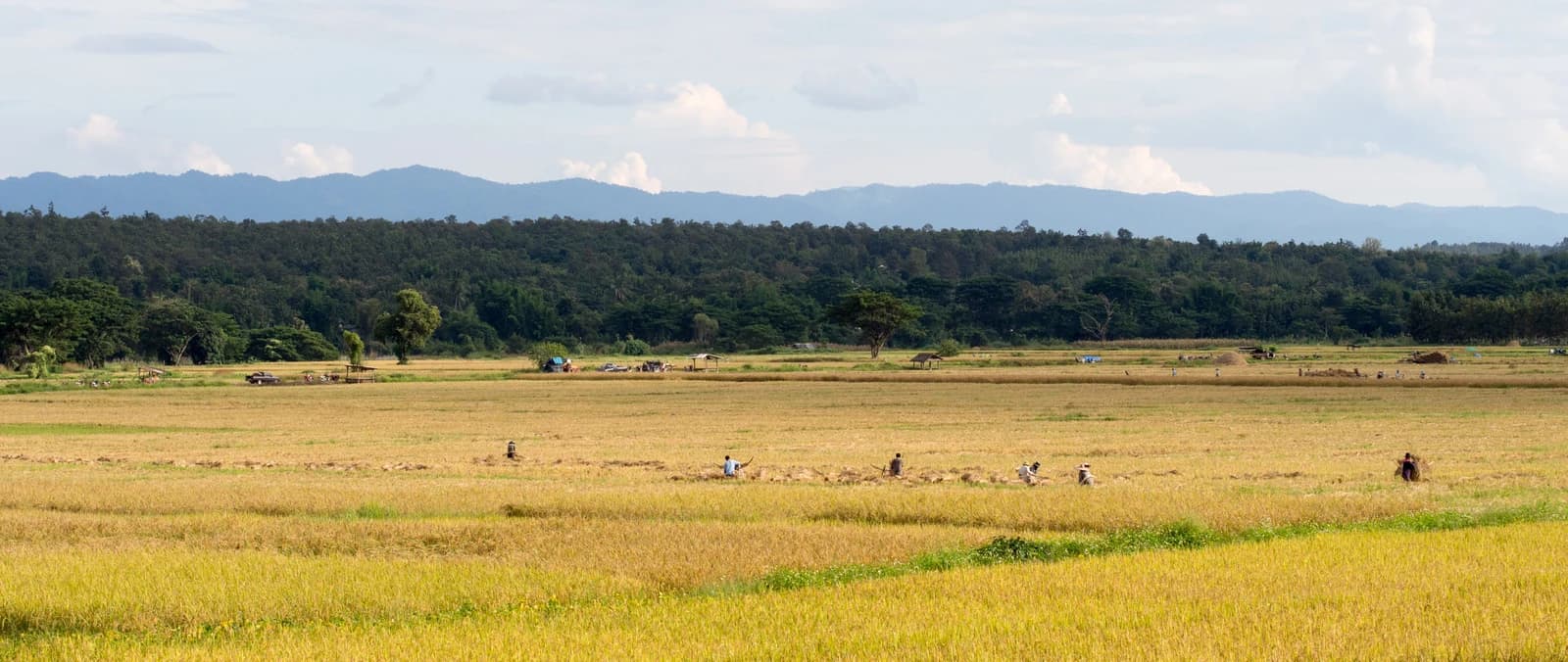 Farmers harvesting rice in a golden field with mountains in the background.
