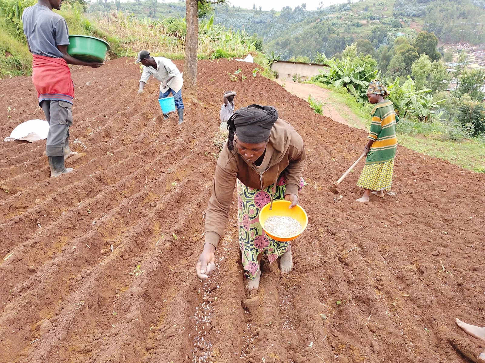 Farmers planting seeds by hand in a tilled field on a hillside.