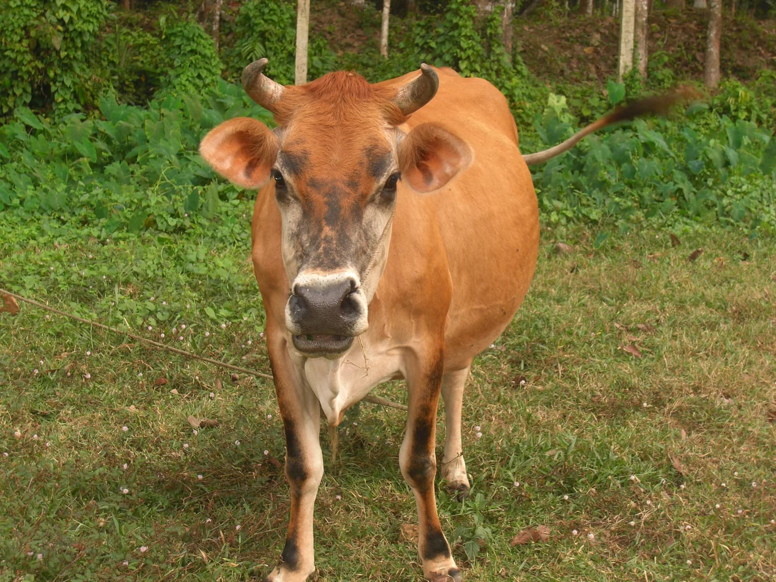 A brown cow stands in a green field with trees in the background.