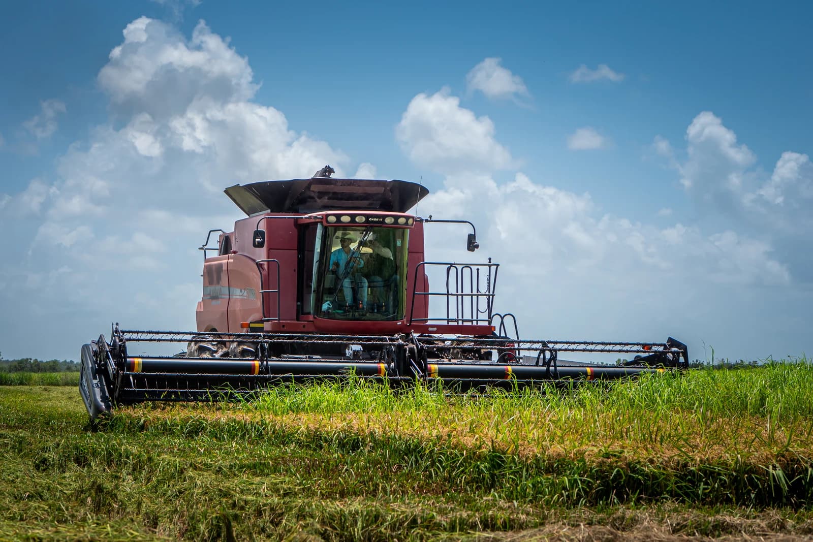 Farmers operating a red combine harvester in a field of rice.