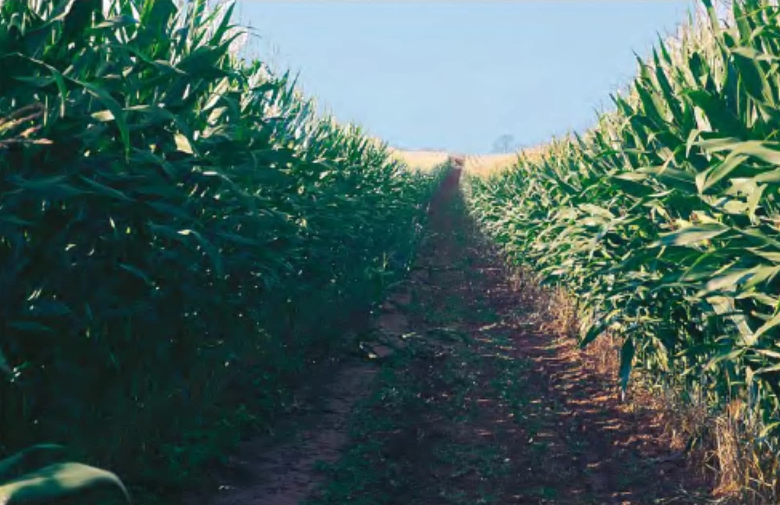 A narrow dirt path extends through a tall cornfield under a bright blue sky.