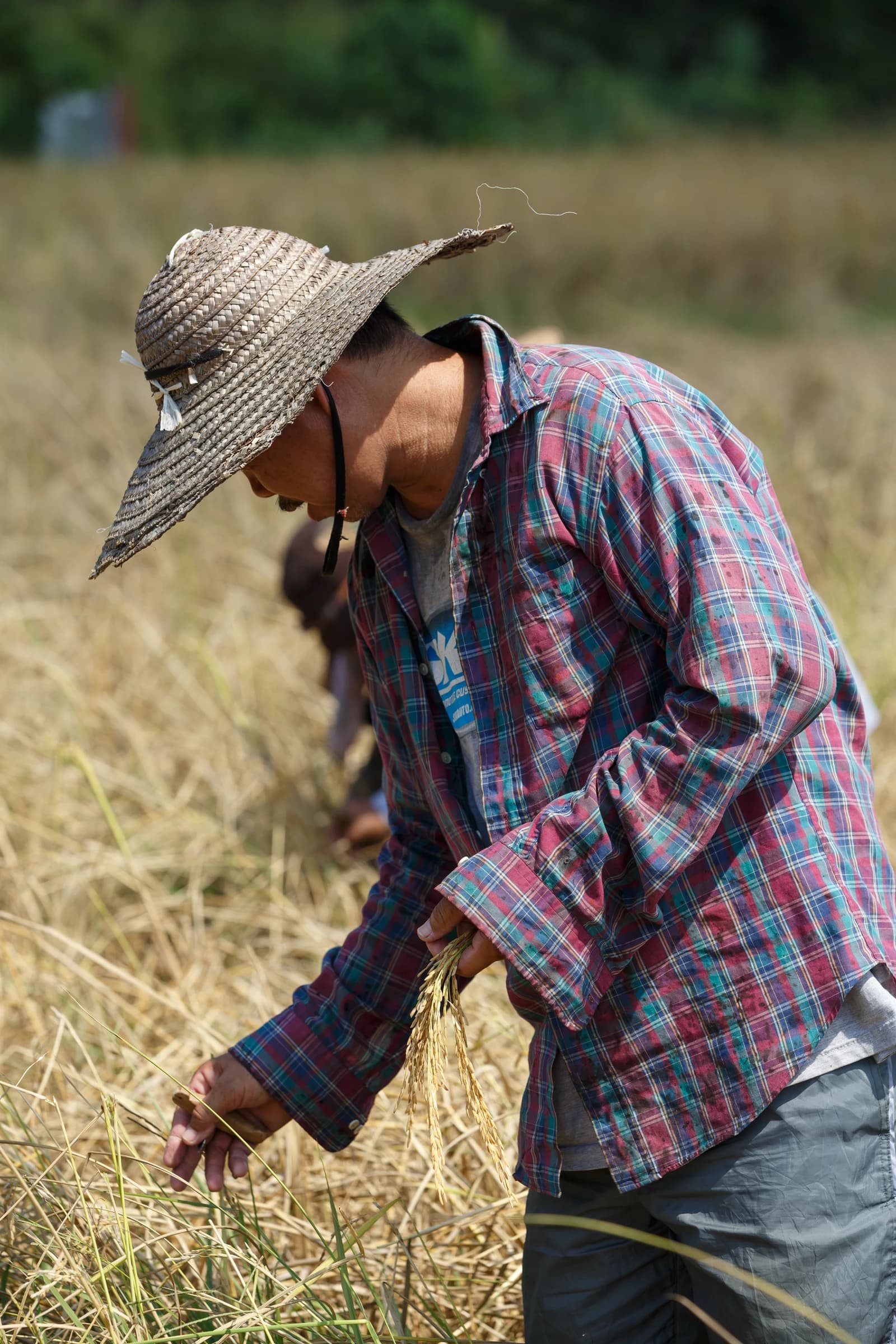 Farmer in a straw hat harvesting rice in a field.