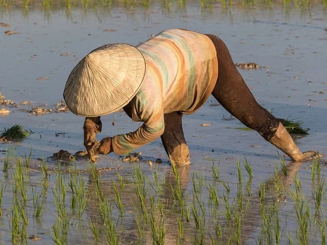 Woman planting rice seedlings in a flooded paddy field.