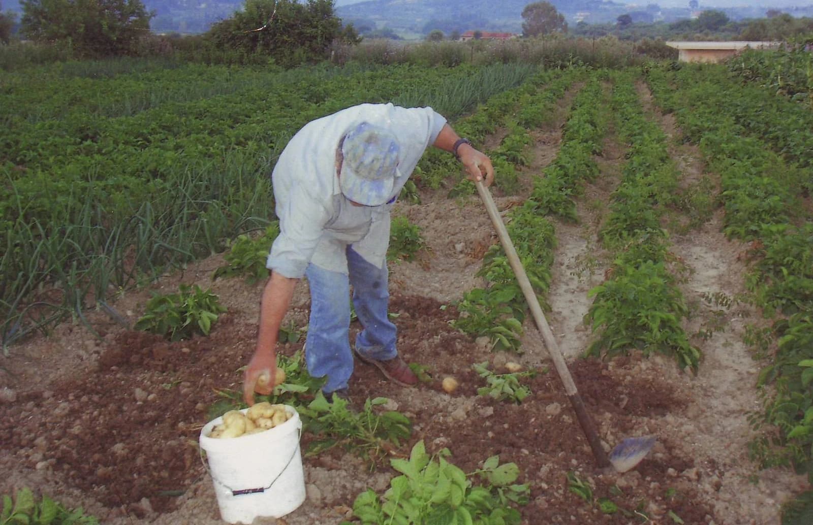 A farmer in work clothes bends over to pick potatoes from the ground into a white bucket.