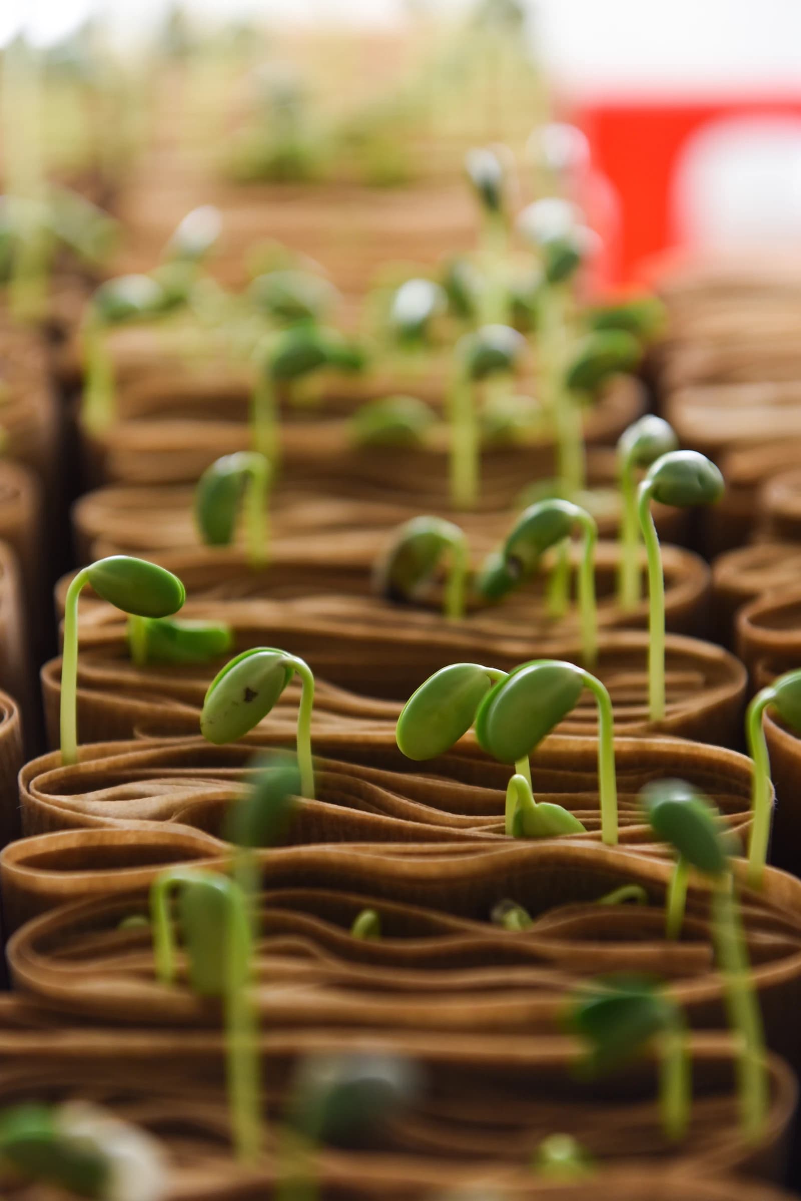 Young soybean sprouts growing in brown paper-like containers in a laboratory.