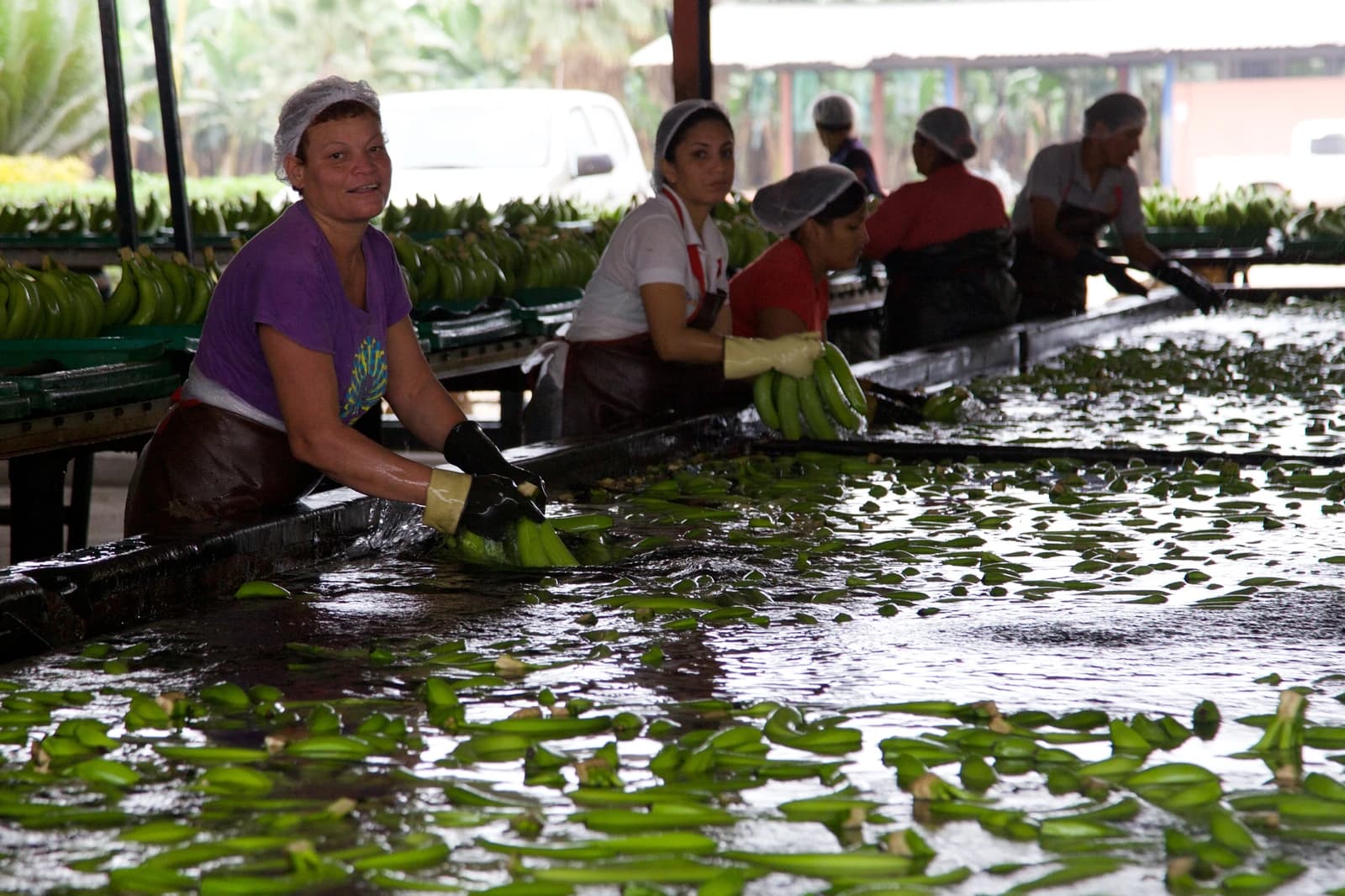 Workers processing bananas in a facility in Ecuador.