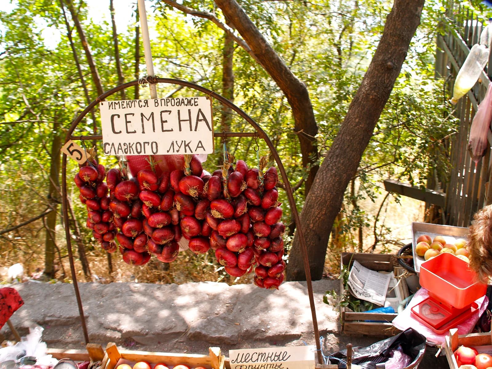 Bundles of red onions hanging at a market stall in Yalta, Ukraine.