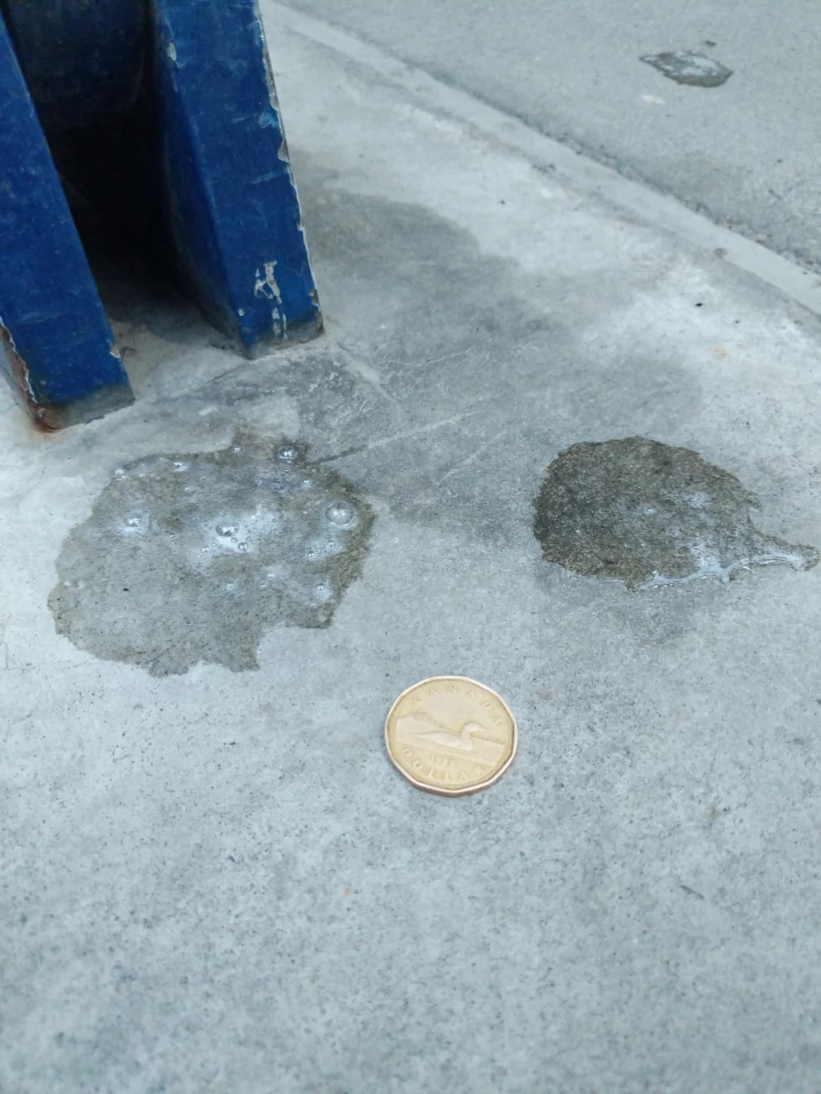 A single Canadian dollar coin lying on a wet concrete surface.