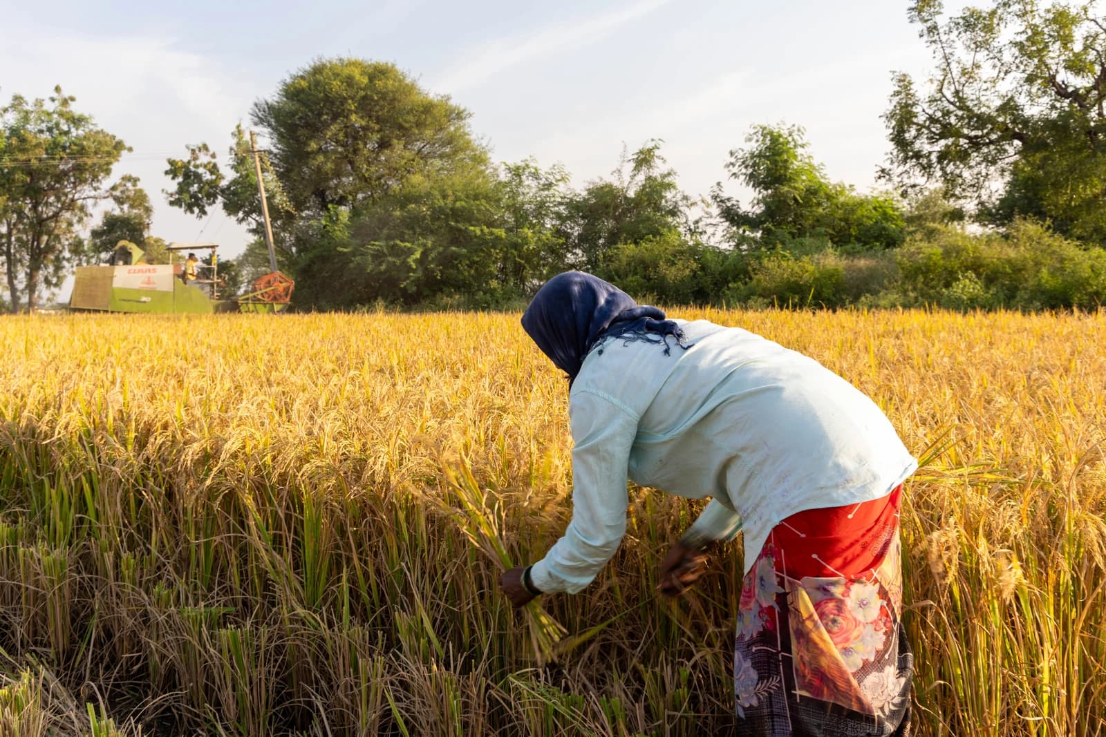 Farmer manually harvesting rice in a field in Raichur, Karnataka, India.