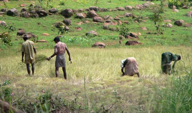 Farmers harvest paddy by hand in a green field.
