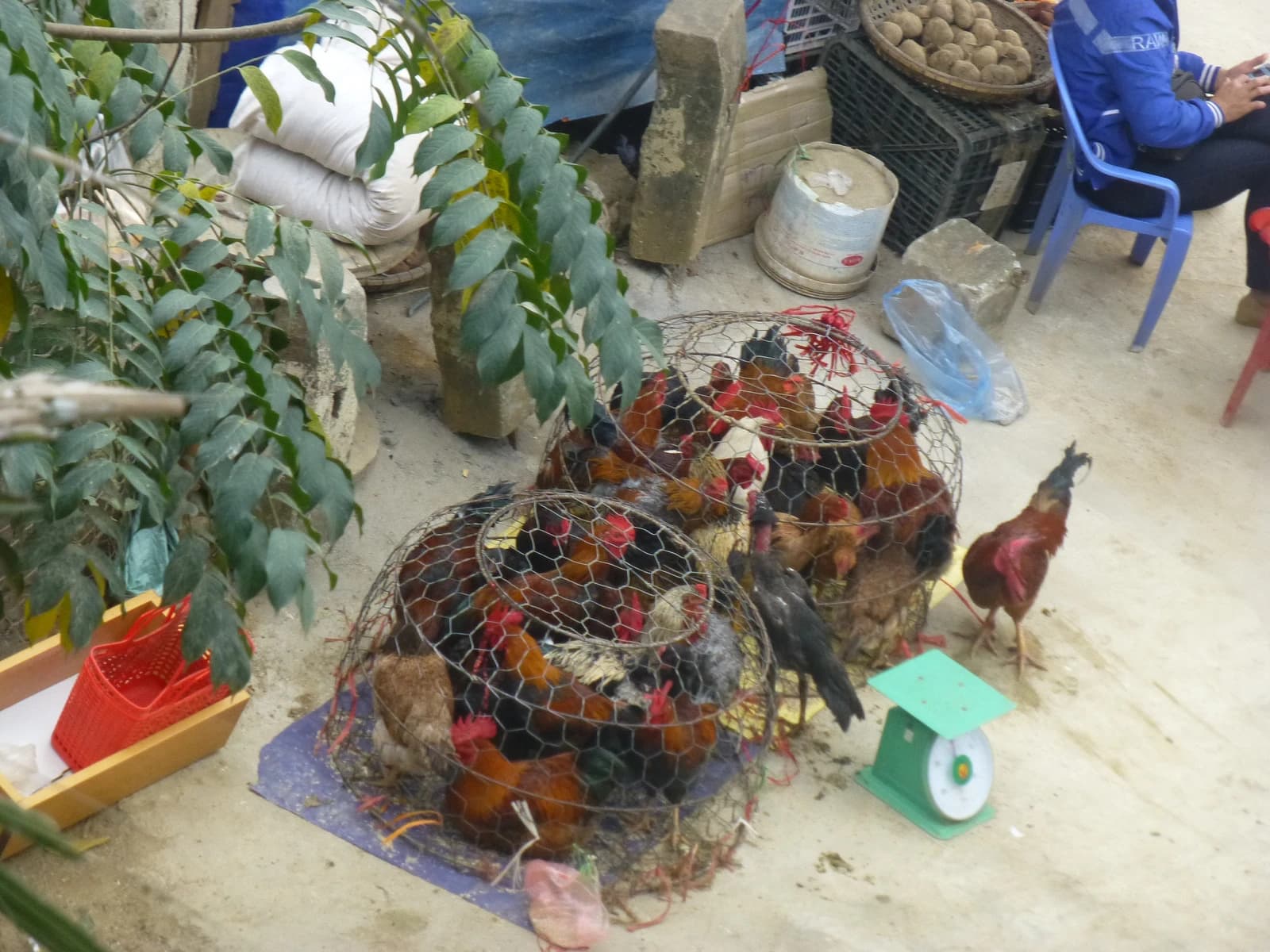 Live chickens contained in wire cages at a market stall.