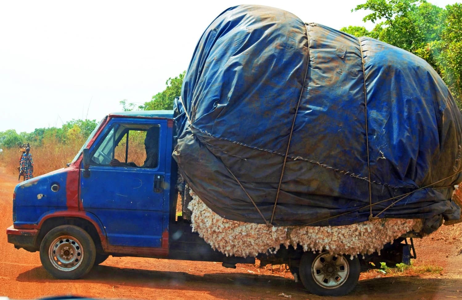 A blue and red truck carries a large, tarp-covered load of raw cotton on a dirt road.