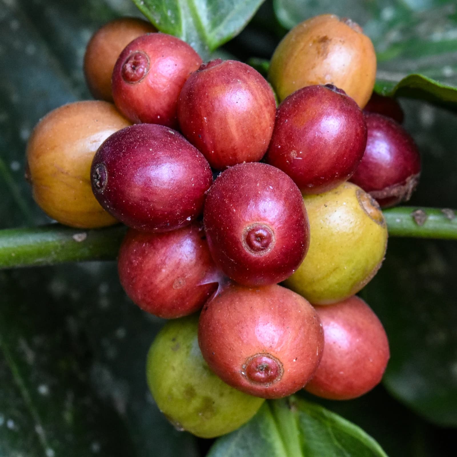 Close-up of ripe robusta coffee cherries, red and yellow, on a branch.