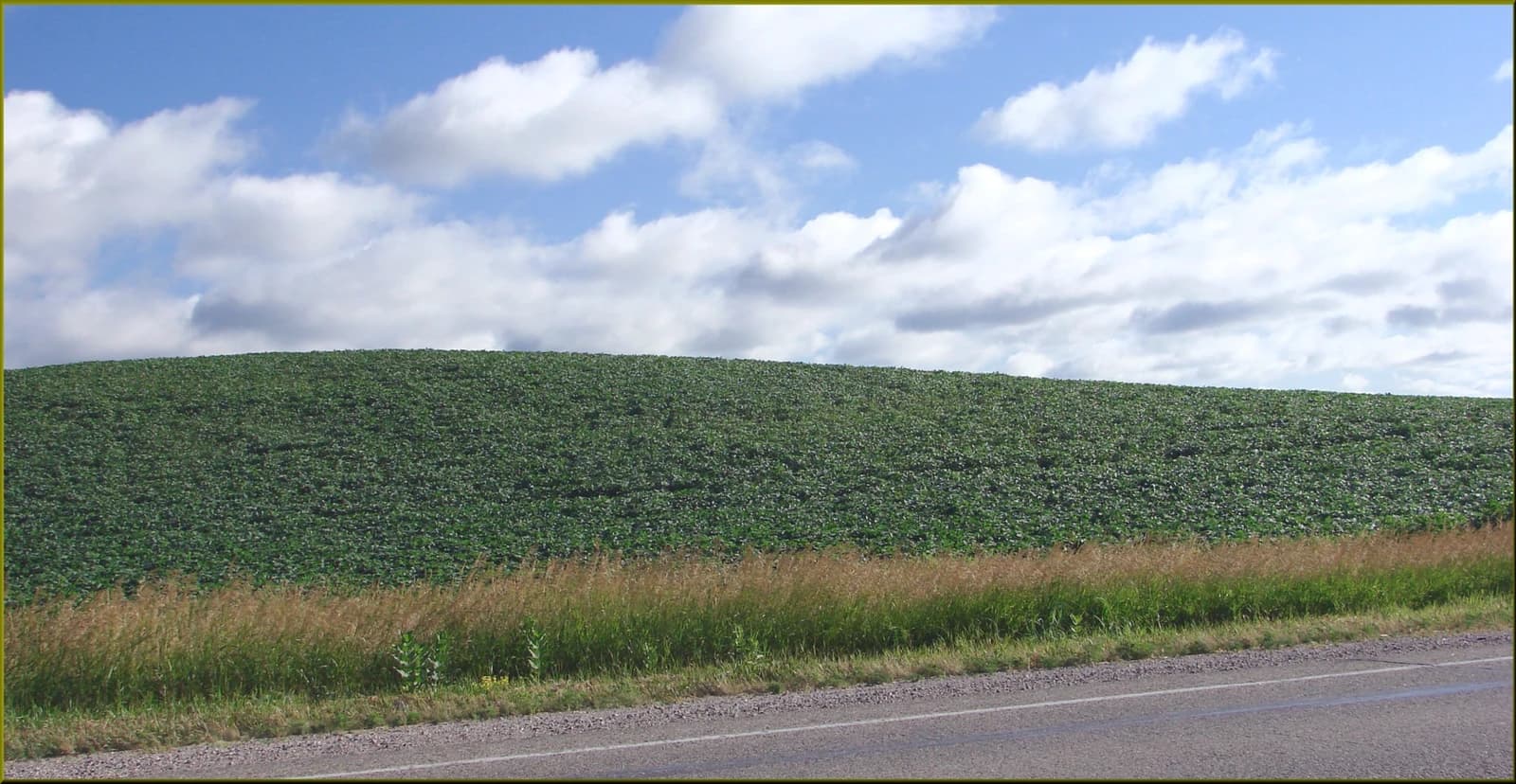 Green soybean field under a blue sky with white clouds in rural Iowa.
