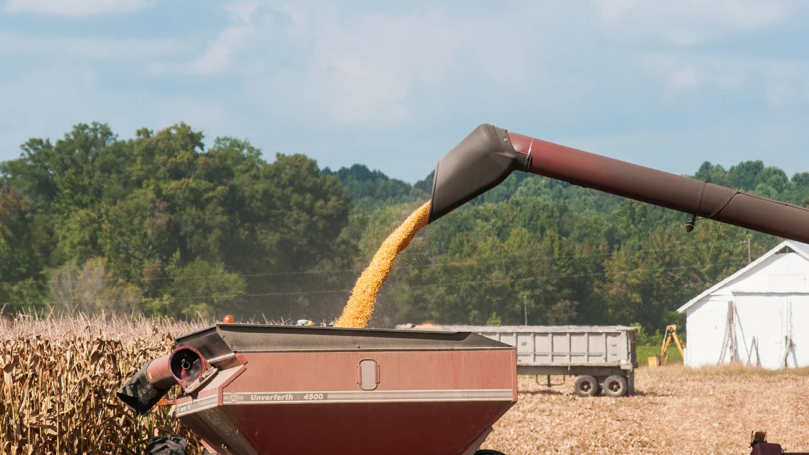 Corn kernels being unloaded from a combine harvester into a grain wagon.