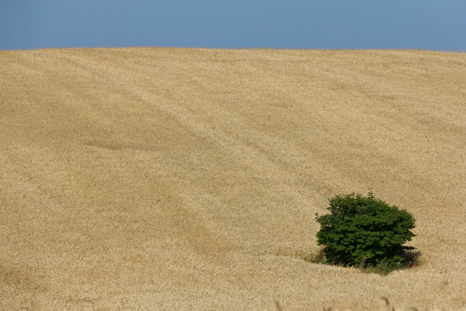 A vast wheat field under a clear blue sky in Ukraine.