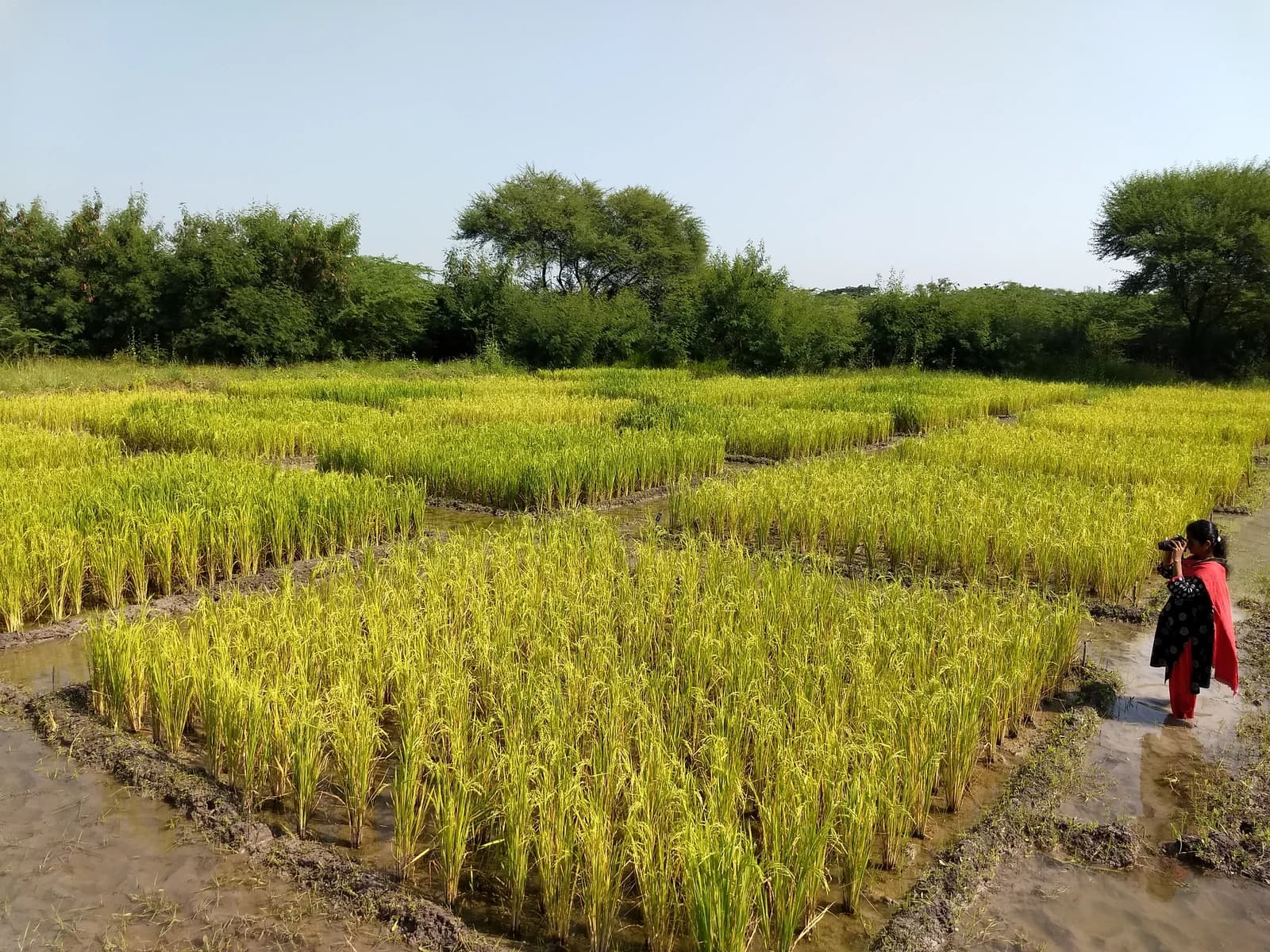 Woman photographs rice plants growing in flooded research field in India.