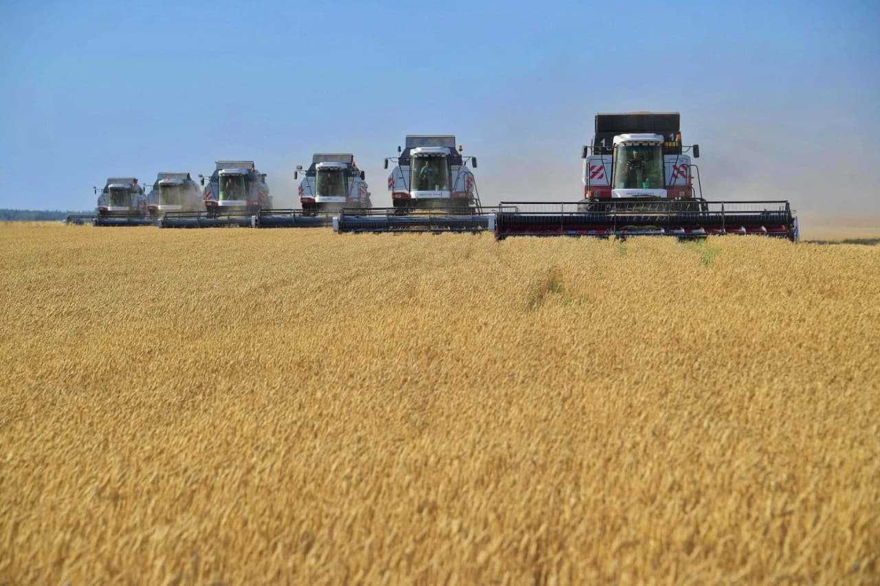 Several combine harvesters harvest golden wheat in a field under a clear sky.