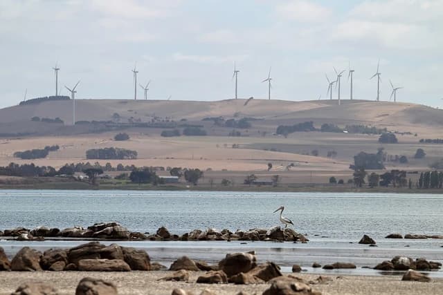 Pelican standing on rocks in water with wind turbines in the background.