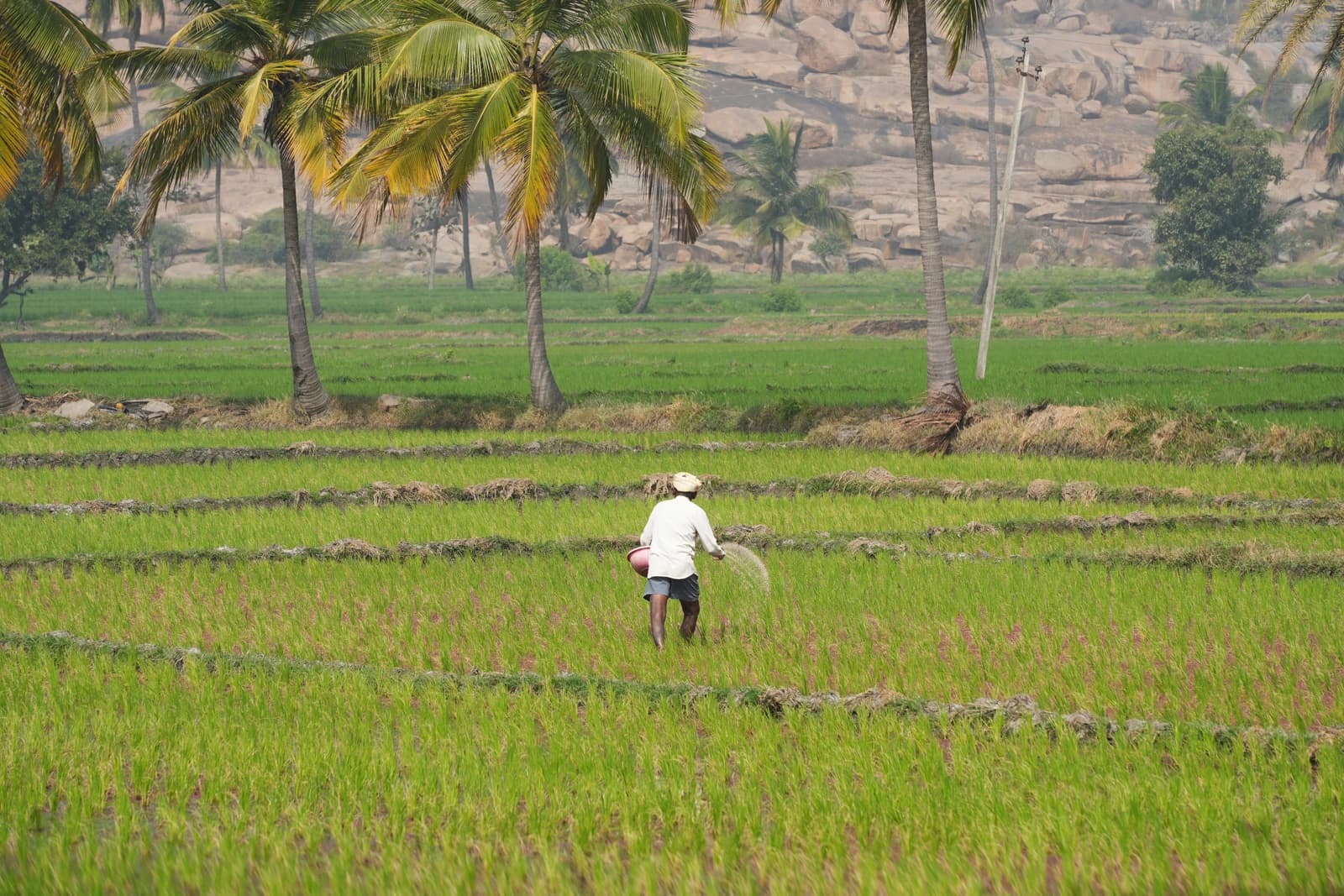 Rice farmer walking through a field of young rice plants, fertilizing the crop.