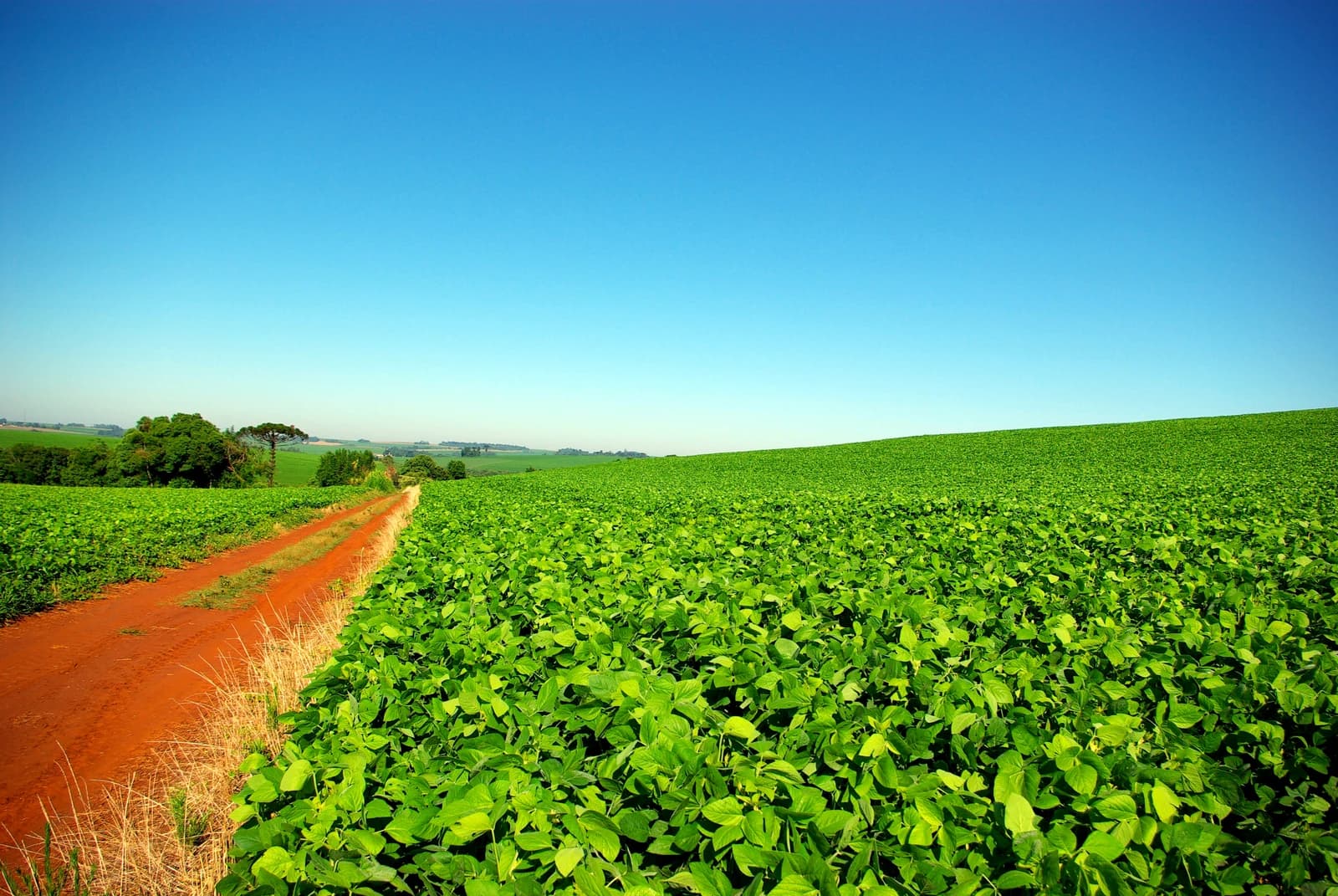 Green soybean plants growing in a vast field under a bright blue sky.
