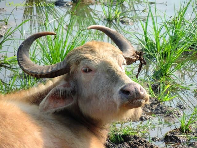 Water buffalo with large horns and light colored fur resting in muddy water.