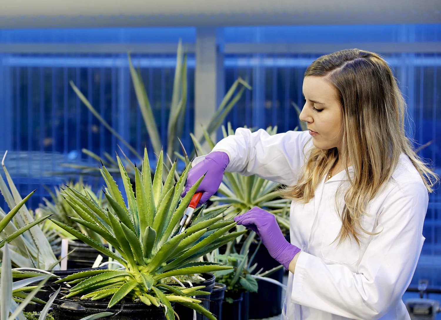 Scientist in white lab coat and purple gloves pruning a spiky green plant in a greenhouse.