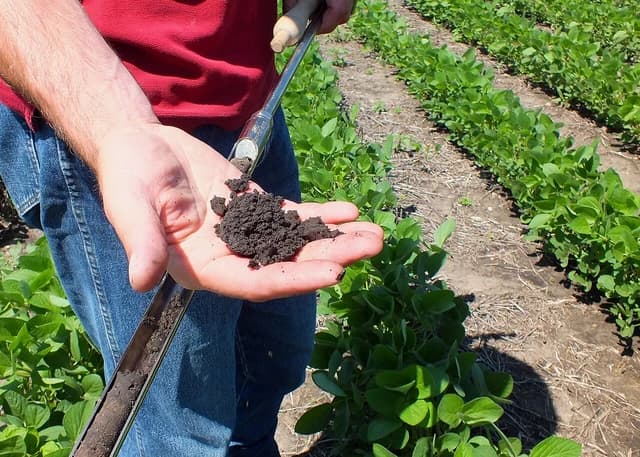 Farmer holding a sample of healthy soil in an open palm in a soybean field.
