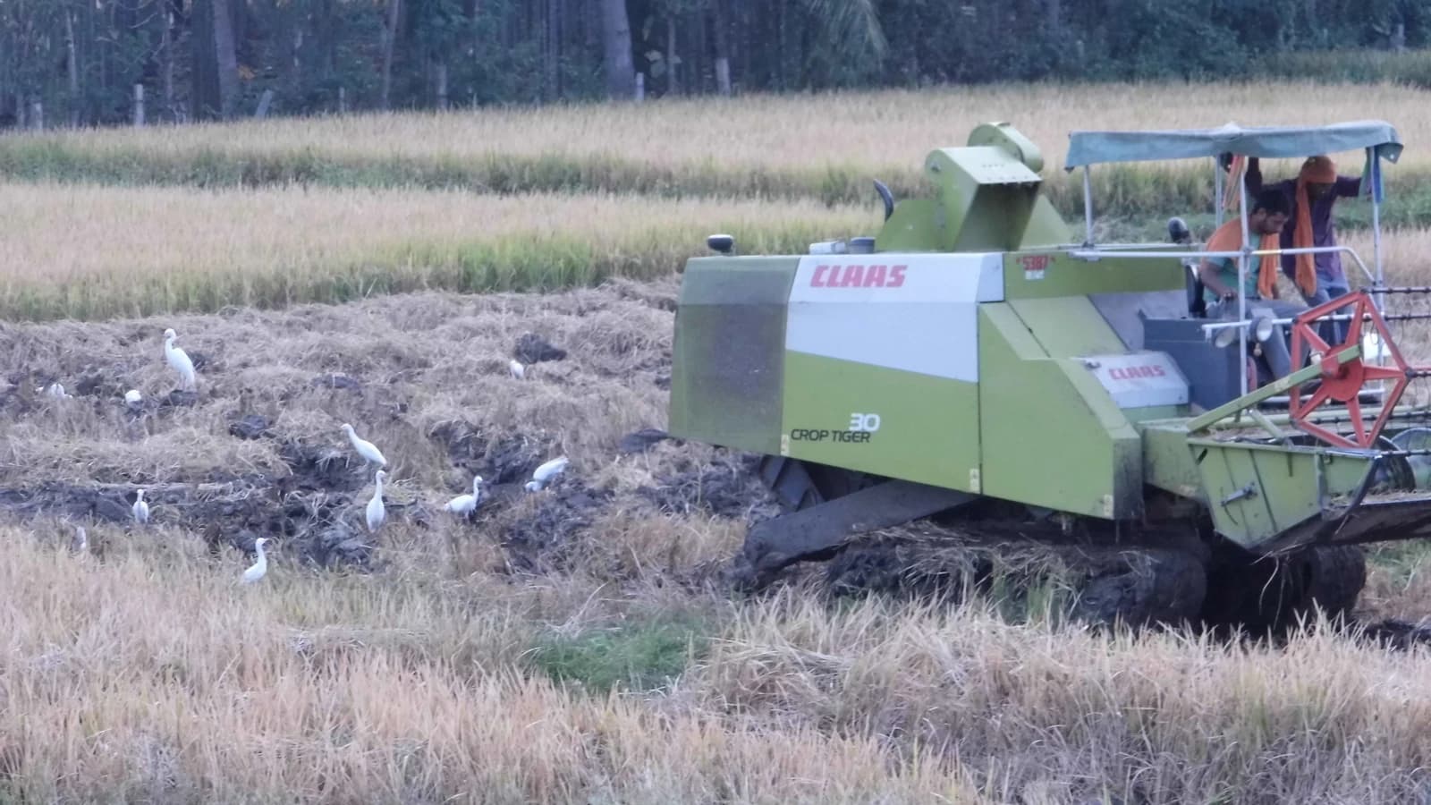 Harvester machine with two workers in a field alongside egrets.