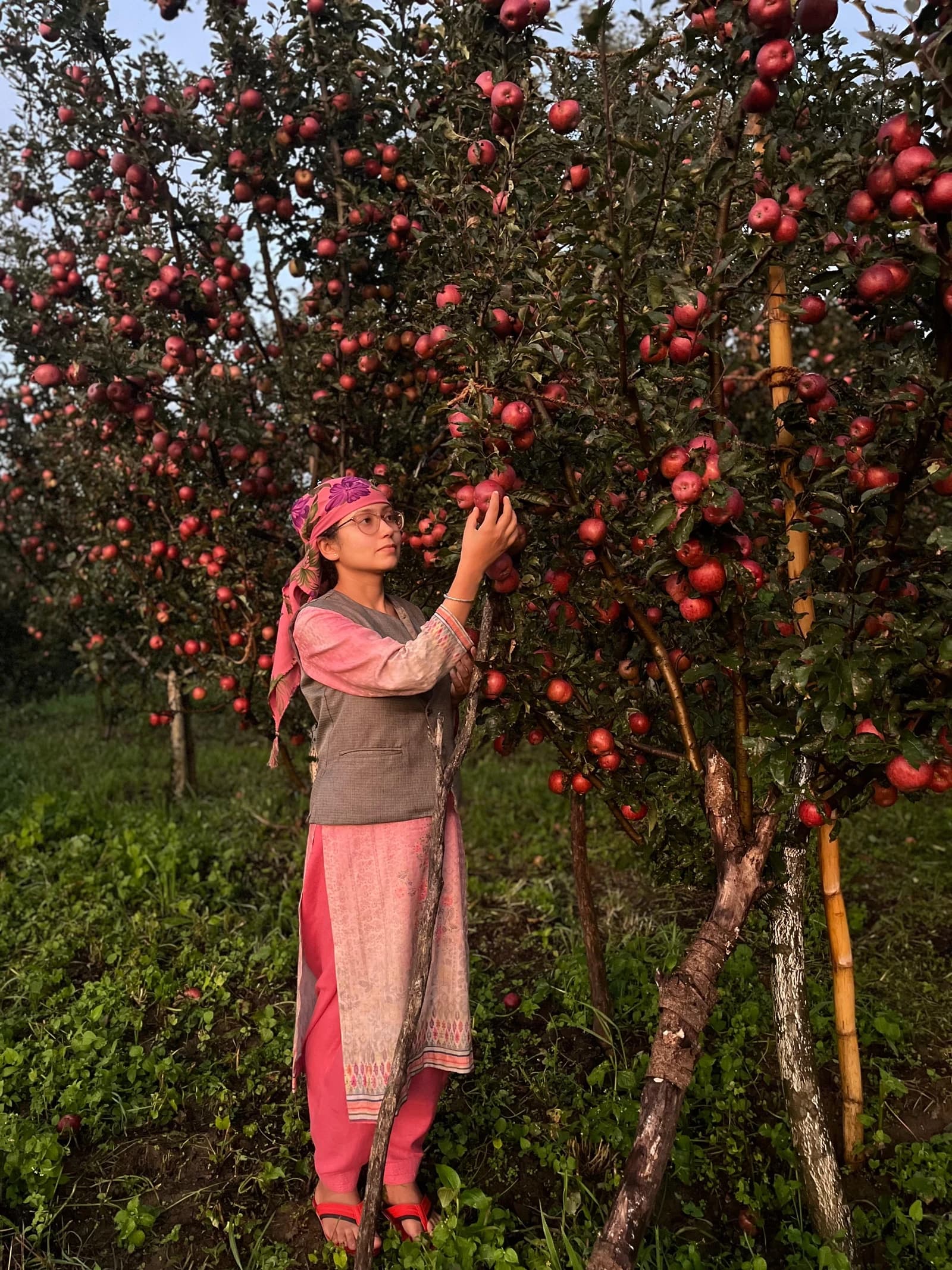 Woman harvesting red apples from an apple tree in an orchard in Himachal Pradesh.