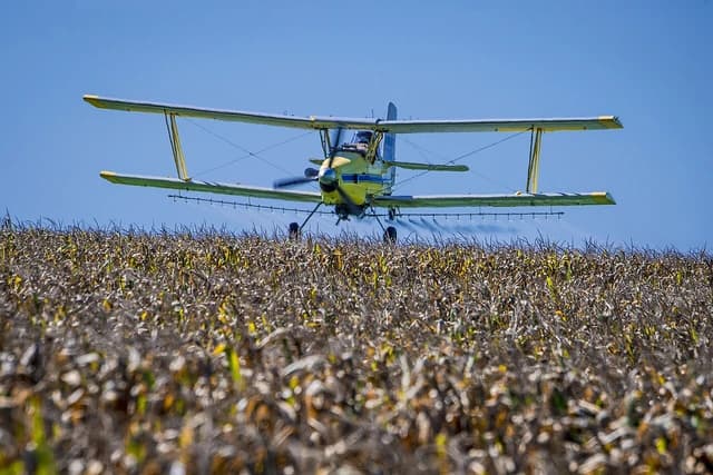 A yellow biplane crop duster flying low over a field of corn stalks.