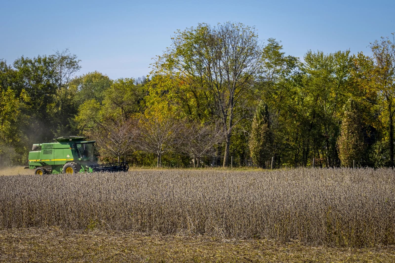 Green combine harvester works in a field of dried soybeans.