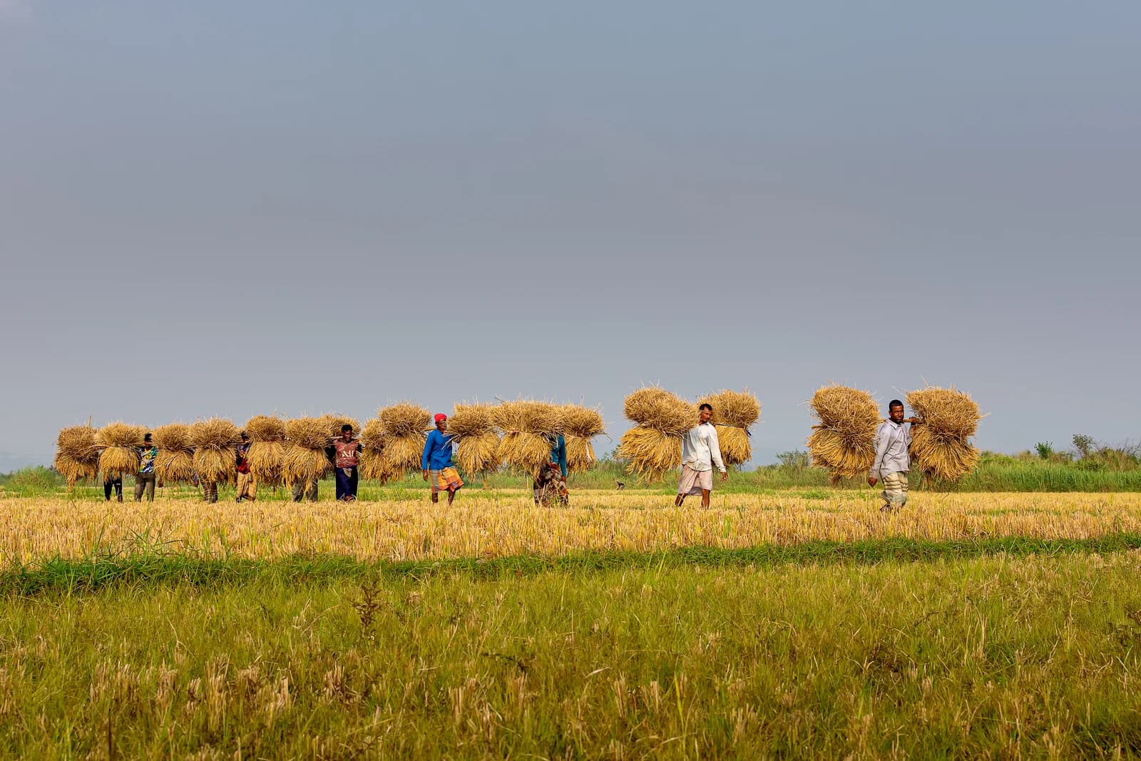 Group of harvesters carrying large bundles of rice sheaves on their shoulders through a rice field.