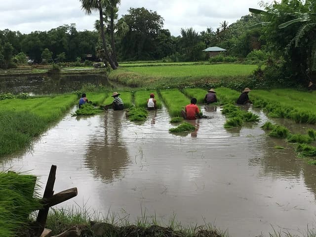 Several workers in hats kneeling in water, planting rice seedlings in a paddy field.