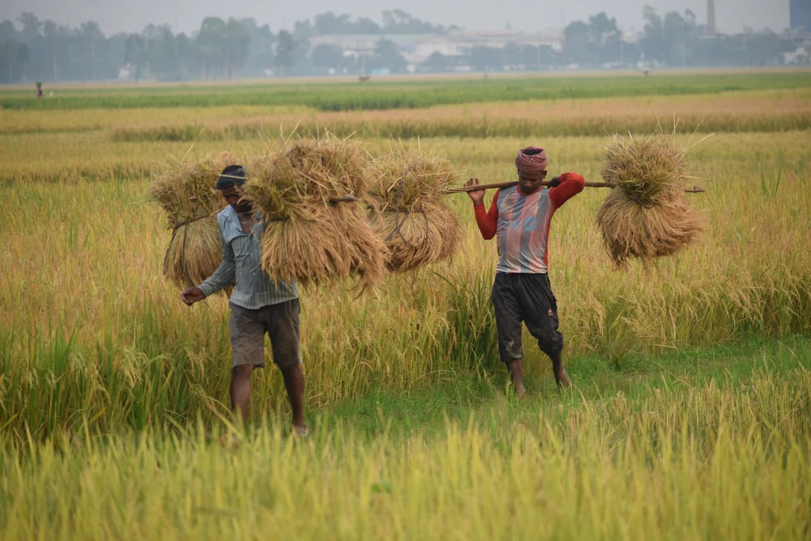 Two farmers carrying large bundles of harvested paddy stalks on their shoulders in a green field.