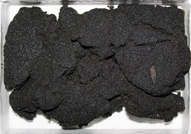 Close-up view of dark, coarse Athabasca oil sands in a white tray.