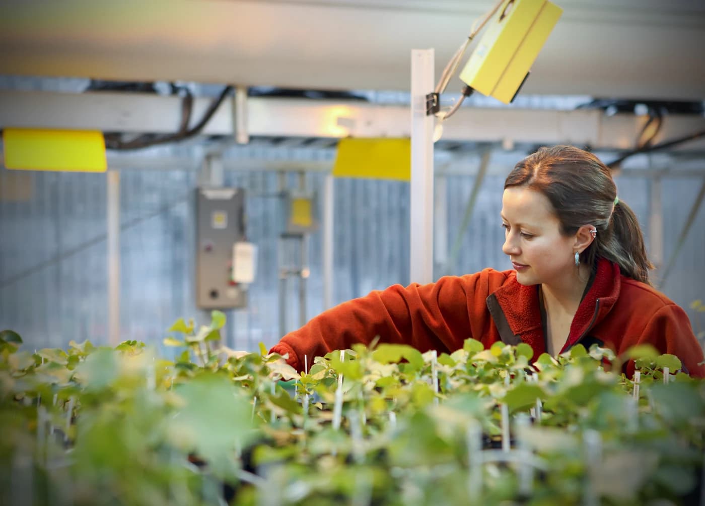 Researcher tending to young plants in a greenhouse at Oak Ridge National Laboratory.