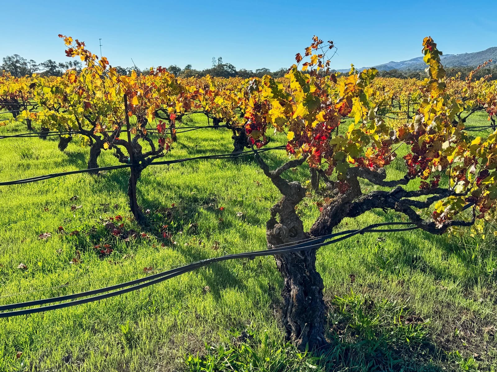 Rows of grapevines with colorful autumn leaves in a Sonoma Valley vineyard.